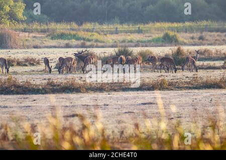 Un cerf de sexe masculin avec son troupeau de cerfs de sexe féminin dans le processus de belling pendant la saison d'accouplement. Parc naturel de Marismas del Rocio dans le parc national de Donana à Banque D'Images