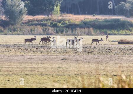 Un cerf de sexe masculin avec son troupeau de cerfs de sexe féminin dans le processus de belling pendant la saison d'accouplement. Parc naturel de Marismas del Rocio dans le parc national de Donana à Banque D'Images