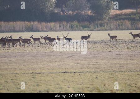 Un cerf de sexe masculin avec son troupeau de cerfs de sexe féminin dans le processus de belling pendant la saison d'accouplement. Parc naturel de Marismas del Rocio dans le parc national de Donana à Banque D'Images