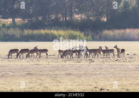 Un cerf de sexe masculin avec son troupeau de cerfs de sexe féminin dans le processus de belling pendant la saison d'accouplement. Parc naturel de Marismas del Rocio dans le parc national de Donana à Banque D'Images