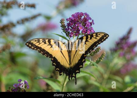 Papillon jaune à queue de cheval sur un Bush violet à papillons Banque D'Images