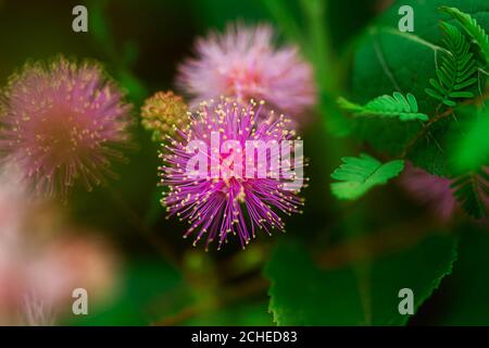 Fleurs violettes et roses Touch-Me-Not Banque D'Images