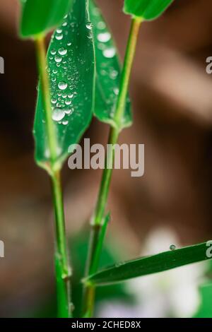 Gouttes de pluie sur les feuilles vertes Banque D'Images