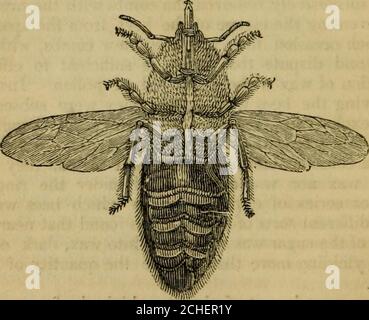 . L'architecture des insectes : à laquelle sont ajoutés, les miscellanies, sur les ravages, la préservation à des fins d'étude, et la classification, des insectes . ng toLatreille,* est approprié à la réception du miel, le butthis n'est jamais trouvé dans le second estomac, qui est sur-arrondi avec des anneaux musculaires, Et d'une extrémité à l'autre ressemble beaucoup à un fût couvert de cerceaux.c'est à l'intérieur de ces anneaux que la cire est produite, mais thesecreting navires à cette fin ont jusqu'ici échappée aux recherches des plus acutles naturalistes. Huber, comment-jamais, a probablement assez de conjectures pour qu'elles soient contenues Banque D'Images