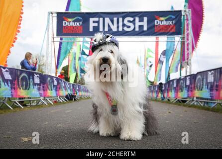 UTILISATION ÉDITORIALE SEULEMENT Dulux Dog, Willow le Old English Sheepdog, à la ligne d'arrivée lors de l'événement Dulux London Revolution à Windsor, Berkshire. Banque D'Images