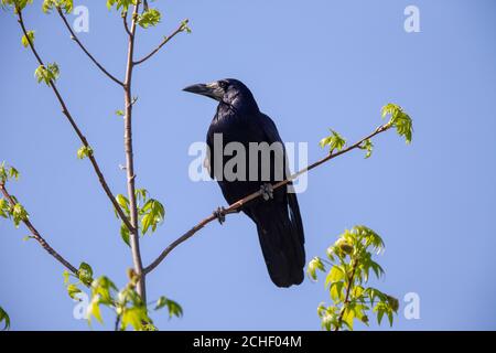 Rook (Corvus frugilegus) assis sur un arbre au printemps. Banque D'Images