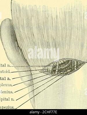 . Texte-livre de chirurgie opératoire . thesMall occipital ainsi que les grands nerfs cervicaux auriculaires et superficiels. Les deuxième et troisième nerfs cervicaux sont exposés comme foUows: — incision par CHIRURGIE OPÉRATOIRE peau et fascia du processus mastoïde le long de la bordure postérieure du muscle sterno-mastoïde de l'urider whiclli varions de petites branchies cutanées émergent. Le tésterno-mastoïde est rétracté vers l'avant et les fibres de la capitis splénius et de la colliqui passent obliquement vers le haut et vers l'avant, sont coupées avec le trachelo-mastoïde. Le muscle complexus fort est tiré vers l'arrière et Banque D'Images