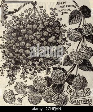 . Nouveau guide floral : automne 1909 . Gin Otahiete Orange 32 The Conard & Jones Company, West Grove, Pennsylvanie, New Weeping Lantana, Mme McKiniey. Il s'agit d'une plante traînante propre et partic-lilairement recomnée pour la fleur d'hiver dans les pots, les vases et les paniers. Les fleurs sont de rose lilas profond et des inclusters borne. Un vrai perpétuel et bloomsabondamment aussi longtemps que maintenu en condition de croissance. Quand le printemps vient dans le lit de fleur et il fleurit toute la saison. Les lits sont couverts de fleurs formonths à la fois, et attirent toujours beaucoup d'attention. Il ne parvient rarement à donner le sati Banque D'Images