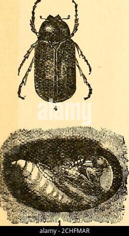 . Insectes nuisibles et utilisation d'insecticides [microforme] : un nouveau manuel descriptif sur les insectes nuisibles, avec des méthodes de répression . Figure 5.—grande scie-mouche, LARVie, Cocoon (d), ani&gt; insecte adulte, taille naturelle. Banque D'Images