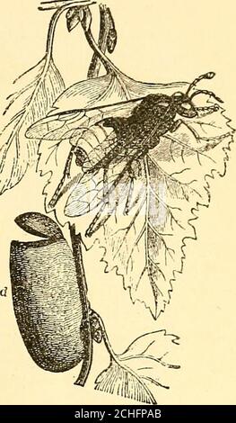 . Insectes nuisibles et utilisation d'insecticides [microforme] : un nouveau manuel descriptif sur les insectes nuisibles, avec des méthodes de répression . Figure 5.—grande scie-mouche, LARVie, Cocoon (d), ani&gt; insecte adulte, taille naturelle. Banque D'Images