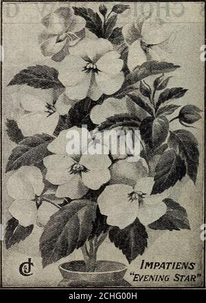 . Nouveau guide floral : automne 1909 . à 6pouces autour ; rose vif, très frappant et beau. HIBISCUS VIOLACEA—Splendid grandes fleurs, voiture-mine de rose douce avec ombrage violet ; très doué et beau. HIBISCUS VERSICOLOR - Splendid grandes fleurs simples, rouge vif et blanc, très beau et frappant. PRIX IDENTIQUE POUR TOUS : 20 ch. chacun. Lot de 4 pour 75c., postpayé ; plantes extra-dimensionnelles, 35c. Chacune, ou le lot de 4 pour $1.25, express. NEW IMPATIENS EVENING STAR—c'est une grande plante pour la culture en pot et aussi pour le lit de fleur ; fait de belles plantes bushy de 10 à 12pouces de haut, couvertes partout avec pr Banque D'Images