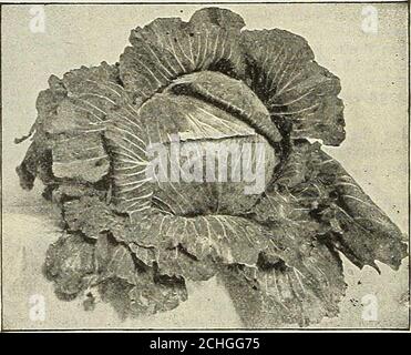 . Calendrier 1902 du jardin de Dreer . Au début de Winnigstadt. Le Charleston, ou grand Cabbage de Wakefield. RESSORT EAREY. (Voir coupe) cette variété est aussi tôt que le chantier de Jersey, mais les têtes sont rondes et plates. Il a verypeu de petites feuilles extérieures, donc al-lawing sa plante comme près de n'importe quelle variété connue, et pro-ducing le plus grand nombre de têtes par acre. La qualité isextrêmement dent, les veines petites, et non le moindre signe de la grossièreté.UN grand point en sa faveur est thefact que les têtes durcissent à un stade précoce de la croissance, et peut être utilisé avant pleinement mûr. PKT., 10 cts.; oz.,35cts.; Jib., 1.00 $.. ETAM Banque D'Images