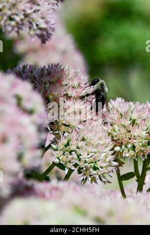 Bumblebee - Bombus - Bumble abeille sur fleurs de Sedum Banque D'Images