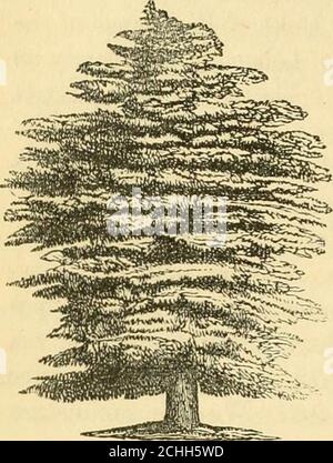 . Essais ruraux . FiO. Le Syon Cedar. gi-een aux États-Unis, est que sur les motifs de ThomasAsh, Esq., à Throgs Reck, comté de Westchester, N. Y. nous avons madea esquisse hâtive de cet arbre en 1845, dont le graveur annexé est une miniature. (Fig. 2.) Il est d'environ 50 pieds de haut, et a, à welenarn, été planté plus de 40 ans. C'est un magnifique et beau arbre, mais n'a pas encore atteint la grandeur et la digniteque quelques années supplémentaires lui donneront. Pourtant, c'est un très bel arbre, et 21 322 ARBRES.. Personne ne peut le regarder sans être inspiré ■ avec un désir de planter des Cèdres du Liban. Banque D'Images