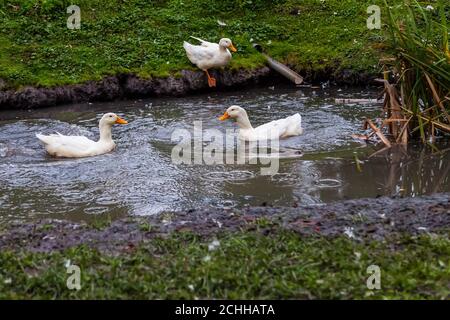 Trois canards blancs avec des chênes et des pattes orange flottant dans un étang artificiel avec de l'eau boueuse un jour d'été dans une cour de ferme. Banque D'Images