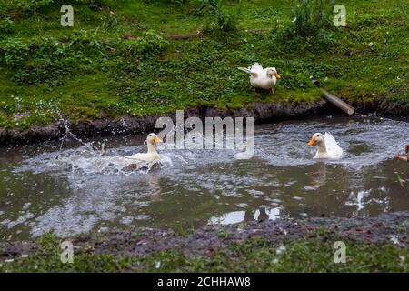 Les canards blancs et les oies éclabousser dans un étang artificiel se refroidissant un jour d'été depuis la chaleur d'une cour de ferme sur un fond d'herbe verte. Banque D'Images