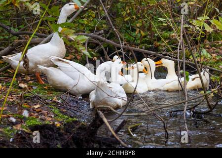 Oies et canards de couleur blanche avec bec jaune le même troupeau dans la nature nagez dans une nature sauvage étang sur le fond des arbres verts et herbe und Banque D'Images