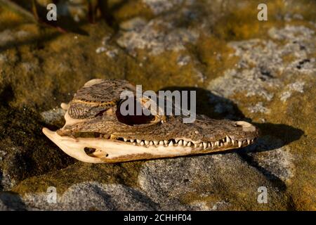 Le crâne d'un crocodile à hayon trouvé sur les rives de la Grande Ruaha. Probablement les restes d'un repas d'un aigle de poisson qui précède beaucoup Banque D'Images