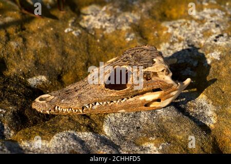 Le crâne d'un crocodile à hayon trouvé sur les rives de la Grande Ruaha. Probablement les restes d'un repas d'un aigle de poisson qui précède beaucoup Banque D'Images