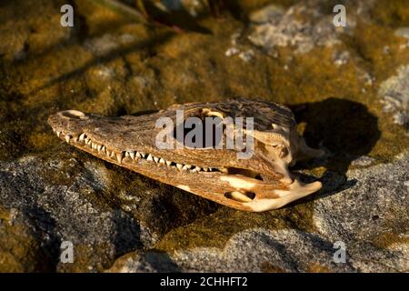 Le crâne d'un crocodile à hayon trouvé sur les rives de la Grande Ruaha. Probablement les restes d'un repas d'un aigle de poisson qui précède beaucoup Banque D'Images