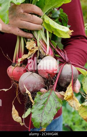 Bêta vulgaris. Jardinier tenant des betteraves organiques fraîchement récoltées cultivées dans un potager de fond (photo). ROYAUME-UNI Banque D'Images