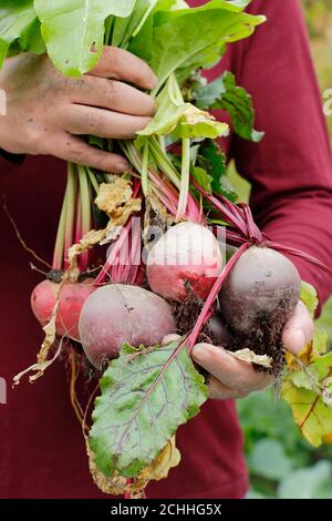 Bêta vulgaris. Jardinier tenant des betteraves organiques fraîchement récoltées cultivées dans un potager de fond (photo). ROYAUME-UNI Banque D'Images