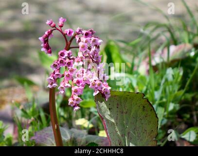 Bergenia crassifolia. Les noms communs de l'espèce comprennent le bergenia à feuilles de coeur, le badan, le thé sibérien et le thé mongol. Banque D'Images