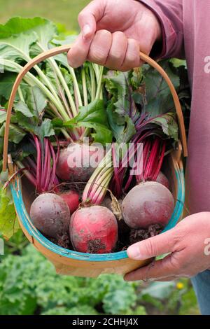 Bêta vulgaris. Coléoptère 'Chioggia' et 'Boltardy' fraîchement cueillis dans un troug cultivé dans un jardin arrière (photo) pendant la pandémie de Covid. ROYAUME-UNI Banque D'Images