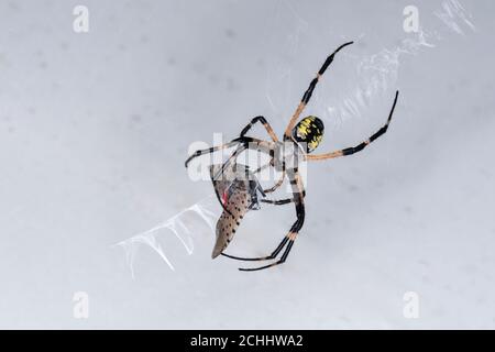 Araignée de jardin commune avec mouche de lanterne à pois de proie, Pennsylvanie, États-Unis Banque D'Images