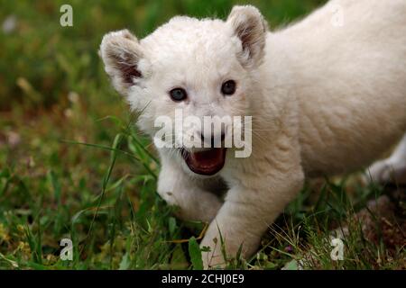 A Newly Born White Lion Cub Is Presented To The Media By A Zookeeper In An Enclosure At Parque Loro Zoo In Puebla July 19 12 Three White Lion Cubs Were Born On A Newly Born White Lion Cub Is Presented To The Media By A Zookeeper In An Enclosure At Parque Loro Zoo In Puebla July 19 12 Three White Lion Cubs Were Born On