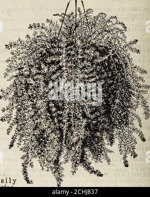 . Nouveau guide floral : automne 1909 . Émeraude Feather asperges UNE plante plus fine et plus délicate que le Sprengerii, buthardy et easilygrance; très satisfac-tory pour la culture de fenêtre et de maison; un ex-tremblante gracieuse grimpeur de fenêtre, brillant, vert, feuillier, aussi fin que la soie ou la dentelle. Les frondes racontainleur fraîcheur pendant des semaines lorsqu'elles sont coupées, et sont grandement admiredfor des décorations florales. Une maison de plantes et un conservatoire extrêmement beaux, et se épanouissent bien dans la température d'un salon ordinaire. Entièrement inégalé pour la grâce et la beauté de ses jolies façades en spray. PRI Banque D'Images