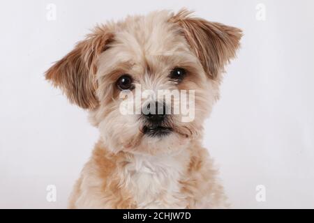 Gros plan d'un adorable chiot blanc de Mattipoo Banque D'Images