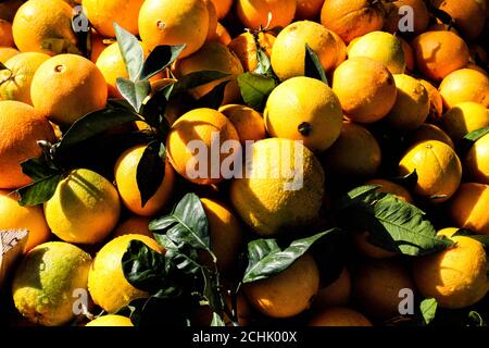 Des oranges fraîches sont exposées sur le marché agricole Banque D'Images