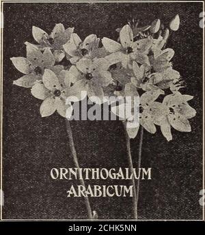 . Nouveau guide floral : automne 1909 . PARCE QUE VOUS AUSSI, JOUISSEZ DE LA VIE SUBURBAINE ■■■■■■■■■■■■■■■■■■■■ notre magazine est spécialement conçu pour vous aider à tirer le meilleur parti de votre vie quotidienne, car nous savons et aimons le magazine. Peu importe où vous vivez ; si vous aimez flo-weir§-et les arbustes et les arbres et les choses en croissance, vous trouverez Suburban Life un montage,/;;, le plaisir et l'inspiration latent. Il stimule les activités de plein air de chaque ■:genre sain, et montre les moyens pratiques d'améliorer votre maison et--son environnement. .. C'est toujours le cas Banque D'Images