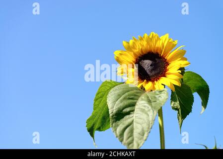 Gros plan d'un grand tournesol simple contre un profond ciel bleu Banque D'Images