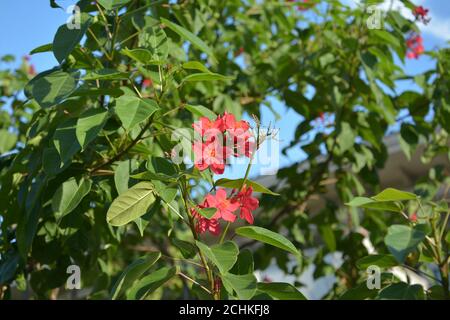 des groupes de jatropha rouge integerrima fleurit le matin ensoleillé dedans le jardin Banque D'Images