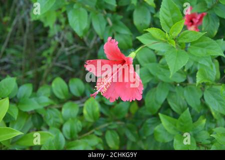 l'hibiscus rouge s'épanouit avec un long pistil au milieu de feuilles vertes dans le jardin Banque D'Images