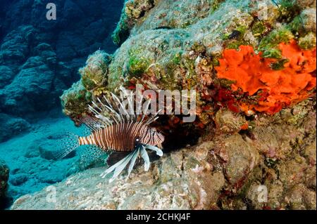 Poissons lionis envahissants, pterois volitans, dans la baie de Gokova en Turquie Banque D'Images