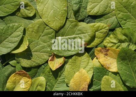 Pose plate de feuilles vert et jaune tabac comme arrière-plan avec espace de copie dans le style minimal, modèle pour lettrage, texte ou votre dessin Banque D'Images