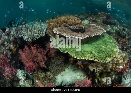 Une variété étonnante de coraux durs et mous prospère à Raja Ampat, Indonésie. Cette région éloignée est connue pour sa biodiversité marine spectaculaire. Banque D'Images