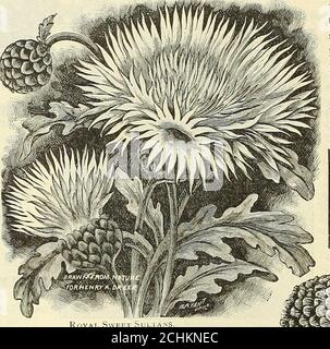 . Le jardin de Dreer 1902 calendrier . RS, mais beaucoup amélioré insize et porté sur de longues, tiges de fer, et quand la coupe se tiendra pendant plusieurs jours en bonne condition. La plante elle-même est beaucoup plus forte que n'importe quel autre sultan doux, de la cul-ture la plus facile possible, floraison continue du début de l'été jusqu'à l'automne. Un papier horticole de plomb les dit: Le lieu piemiei doit être assigné à Centaurea imperalis, qui est l'une des plus importantes intioductions de la présente décennie. La plante est vigoureuse, en croissance près de 4 pieds de haut, facile à cultiver, et littéralement couverte avec d'énormes fleurs presque double t Banque D'Images