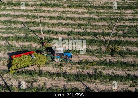 Récolte de houblon dans la vue de dessus de l'antenne de champ. Banque D'Images