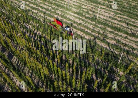 Récolte de houblon dans le champ avec vue aérienne du tracteur. Banque D'Images