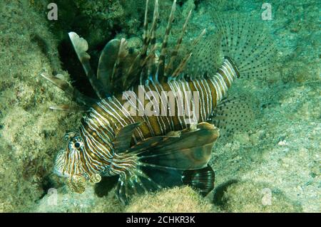 Poisson-lionpoisson envahissant, pterois volitans, à Kas Antalya Turquie Banque D'Images