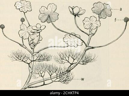 . Hérédité et évolution des plantes . FIGURE 45.—Louis Agassiz. (De Ballard trois Royaume.) contredit ceci. Tous les chênes d'aujourd'hui sont dérivés de chênes préexistants, mais le premier chêne, en accord avec la doctrine de la création spéciale, a été créé par des moyens surnaturels; il n'avait pas d'ancêtres. Le principal objectif de l'acceptation de cette hypothèse est que le morésement et avec précision nous étudions les choses vivantes, le moréévident qu'il devient que la vérité se trouve dans une autre direction. 86 HÉRÉDITÉ ET ÉVOLUTION DES PLANTES 2. Lamarcks hypothèse.—le naturaliste français noté, Lamarck, a enseigné que tout l Banque D'Images