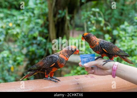 Deux cory dusky (Pseudéos fuscata) mangent la nourriture de la tasse dans la main du trouist. C'est une espèce de perroquet de la famille des Psittaculidae. Banque D'Images