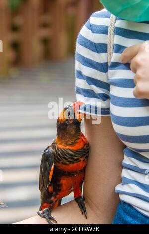 Un mordant (Pseudéos fuscata) mord les vêtements du truiste. C'est une espèce de perroquet de la famille des Psittaculidae. Banque D'Images