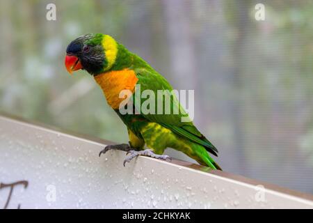 Le Lorikeet (Trichoglossus capistratus) est une espèce de perroquet endémique dans les îles du sud-est asiatique de l'Indonésie et du Timor oriental. Banque D'Images