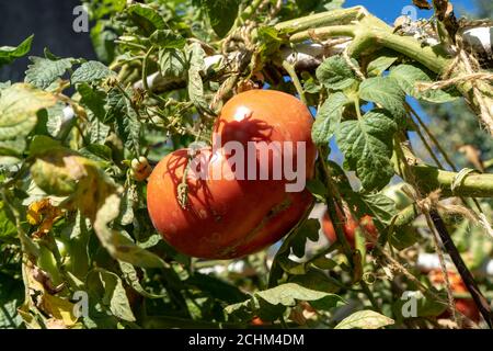 Grande tomate rose sur une brousse dans un jardin. Récolte de tomates d'automne Banque D'Images