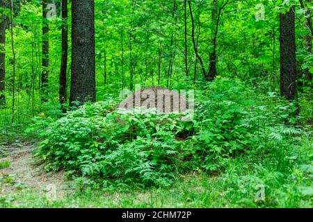 Grand anthill dans la forêt Banque D'Images